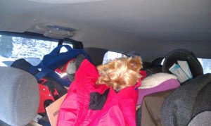 The car was packed too the roof and so was Lexie 1/18/2013 